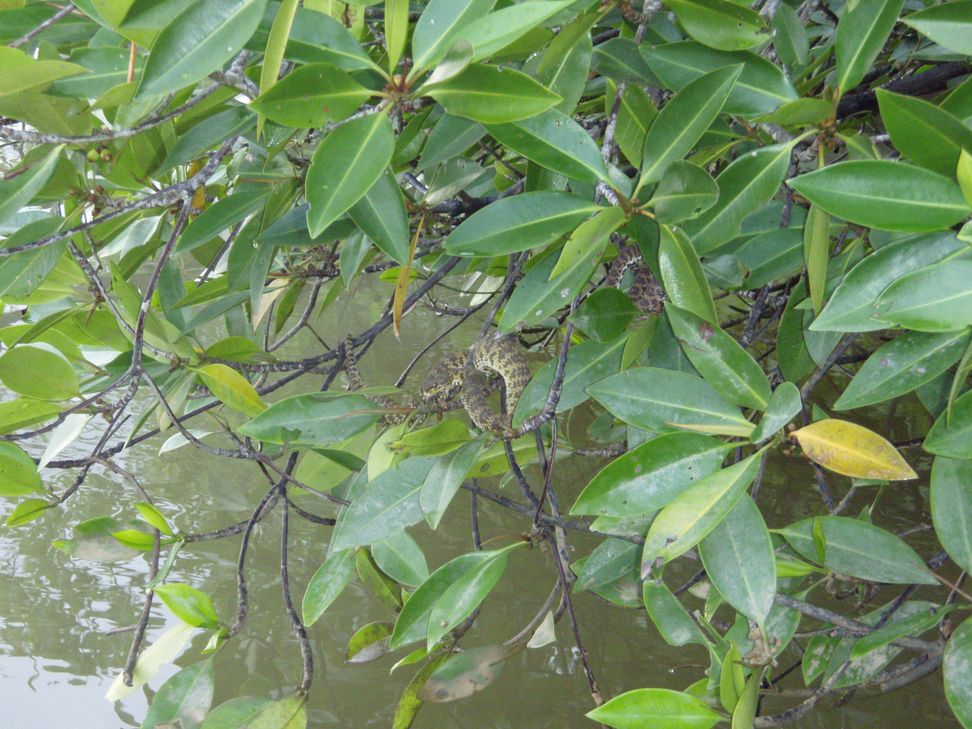 Cryptelytrops purpureomaculatus